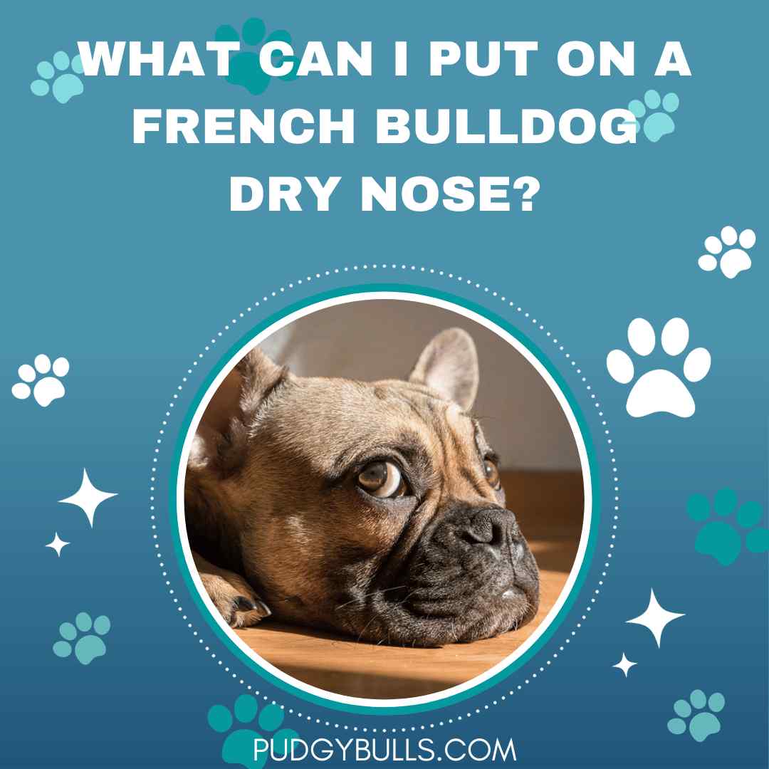 What Can I Put on a French Bulldog Dry Nose?