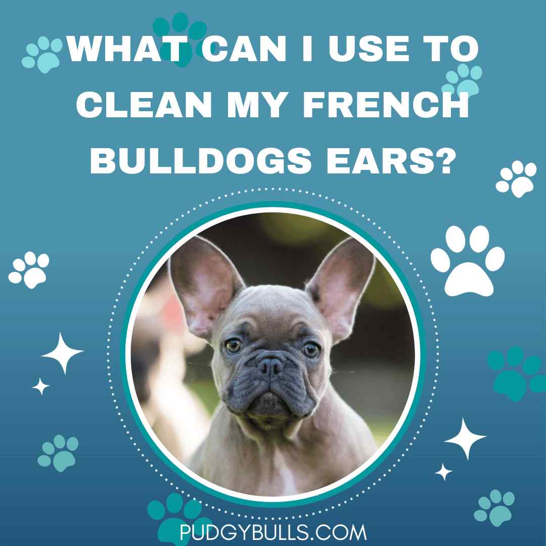 What Can I Use to Clean my French Bulldogs Ears? Best Ear Cleaners