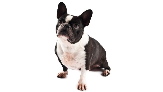 What Causes Cancer in French Bulldogs