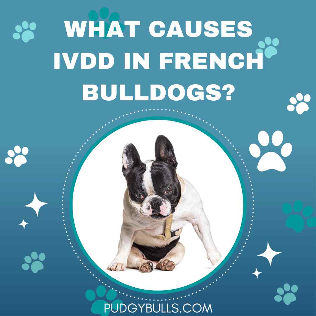 What Causes IVDD in French Bulldogs?
