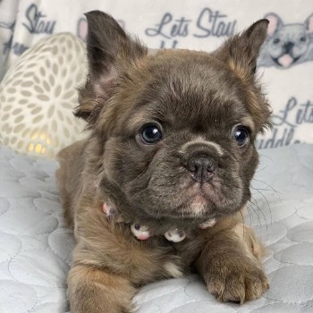 What Causes Shedding in a Fluffy French Bulldog