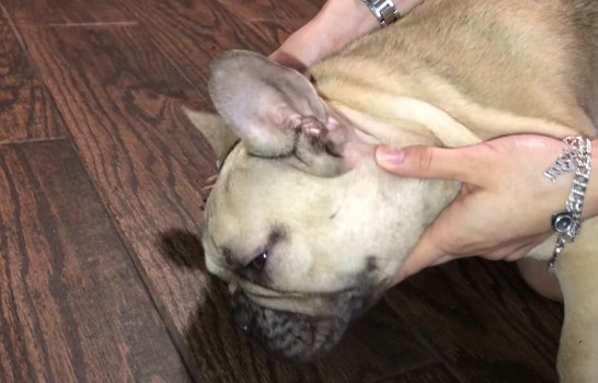 What Causes an Ear Infection in Frech Bulldogs