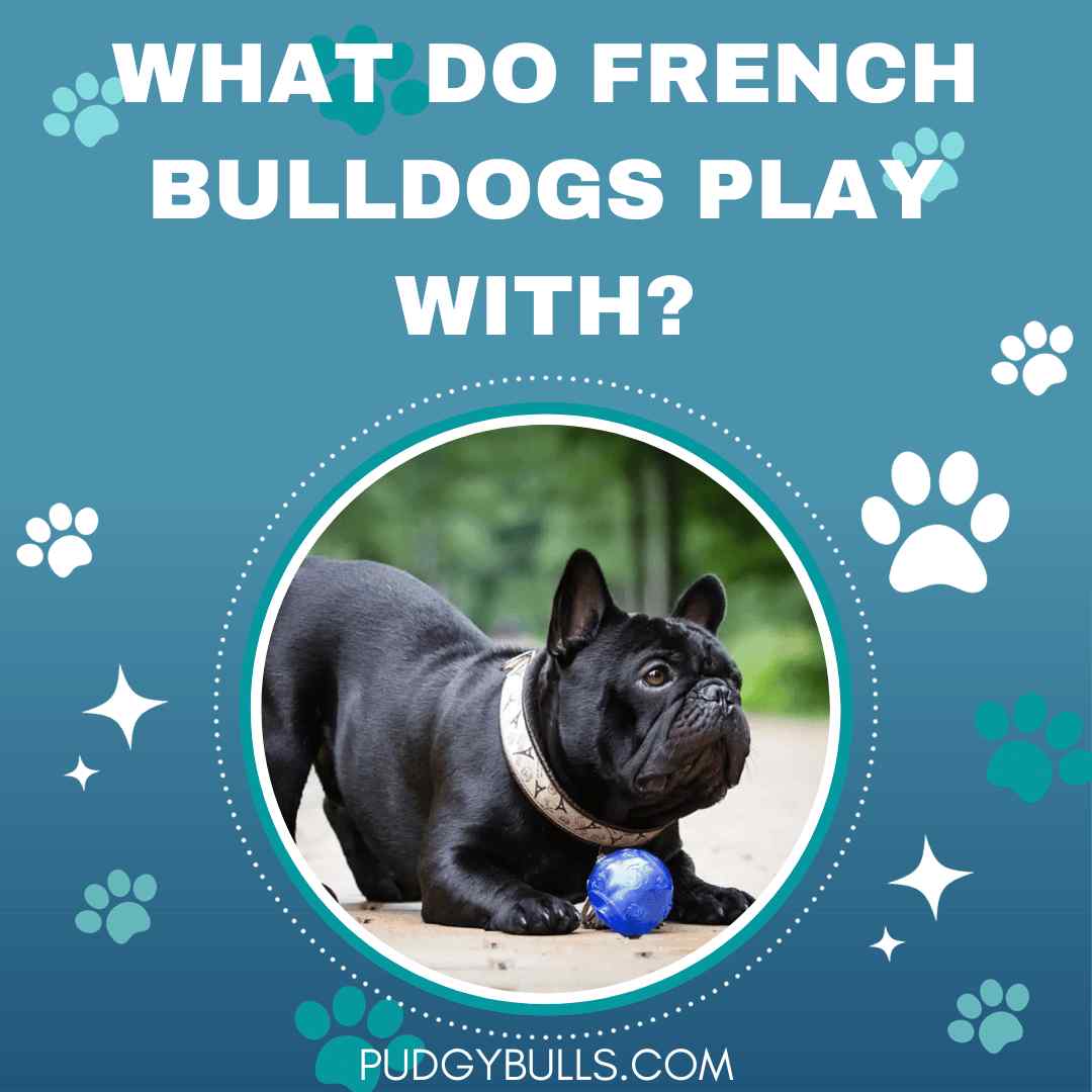 What Do French Bulldogs Play With?