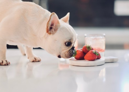 What Food to Avoid for French Bulldogs