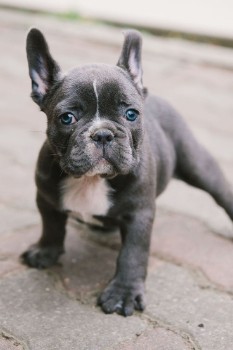 What Health Issues Does a French Bulldog Face Due to Sensitive Stomach