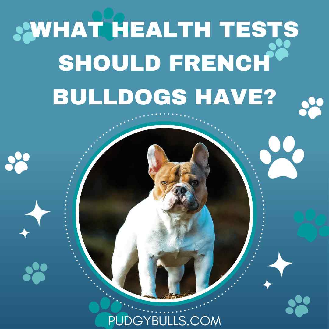 What Health Tests Should French Bulldogs Have?