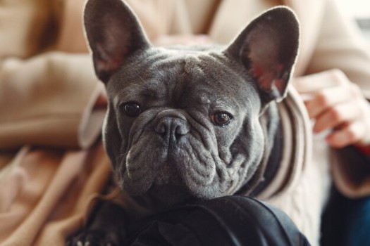 What Makes French Bulldog Happy 10 Ways to Make Your Frenchie Happy
