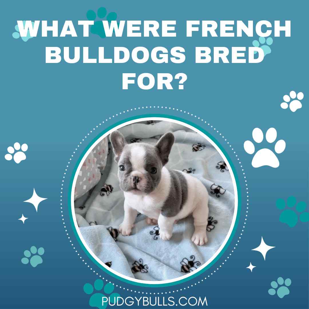 What Were French Bulldogs Bred For?