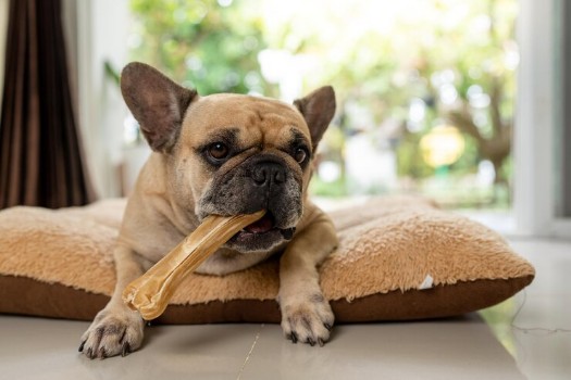What can I Feed my French Bulldog to Gain Weight