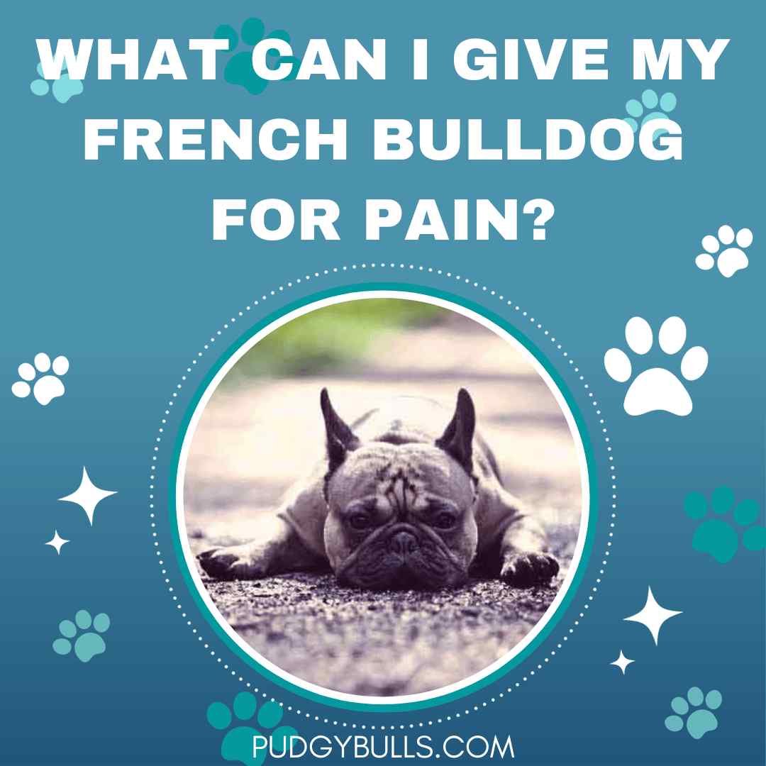 What can I give my French Bulldog for pain?