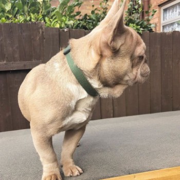 What is Unique about Isabella French Bulldog