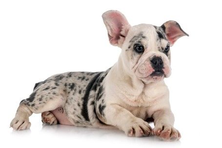 What is a Merle French Bulldog