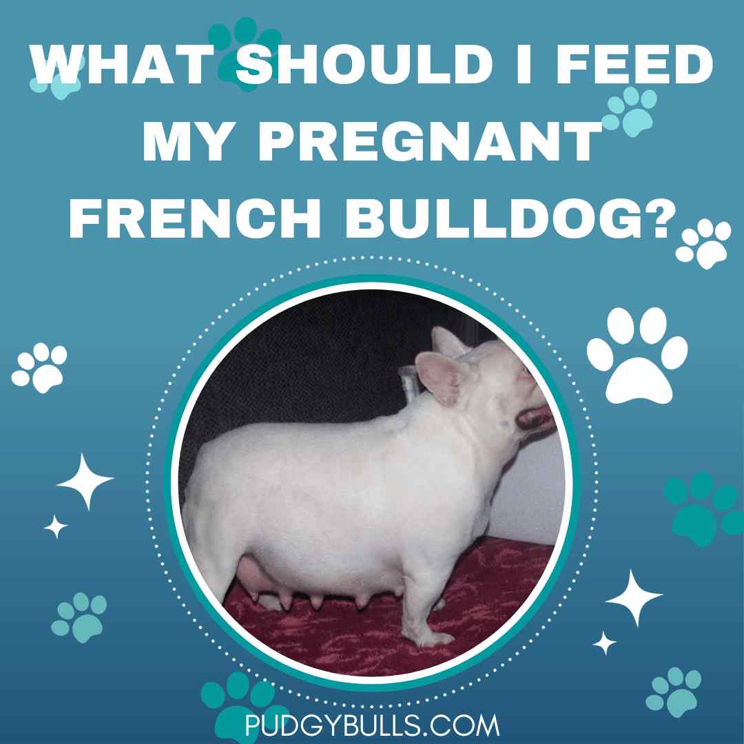 What should I feed my pregnant French Bulldog?