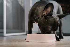 What to Feed Your French Bulldog Puppy A Healthy Diet Plan