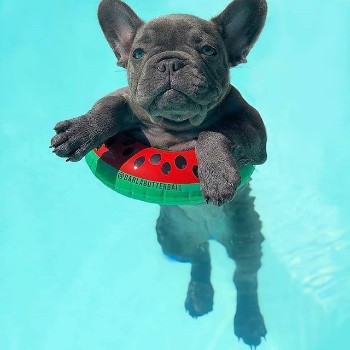 What to do if your French Bulldog is Overheating