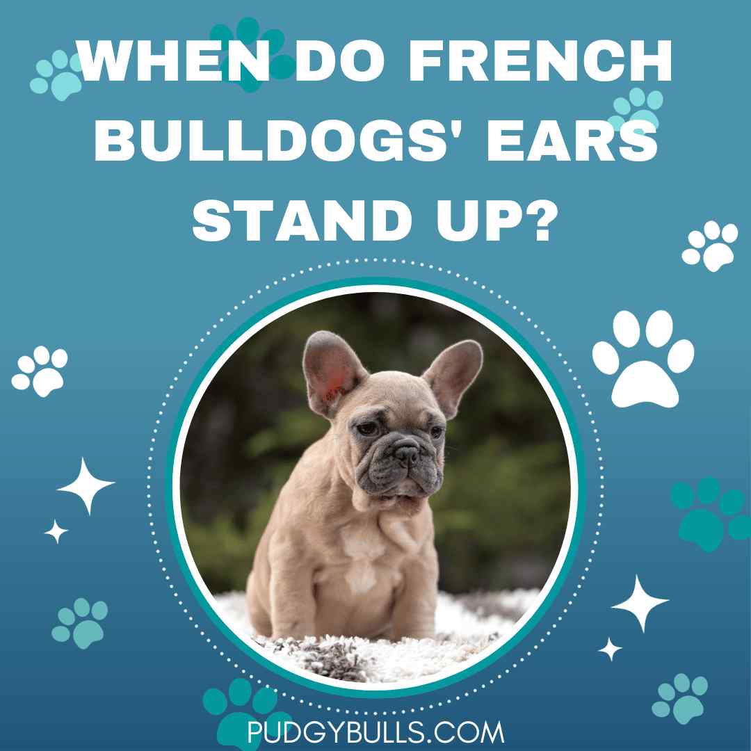 When Do French Bulldogs' Ears Stand Up?