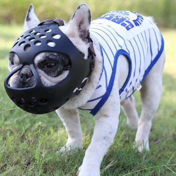 When French Bulldogs Need Muzzles