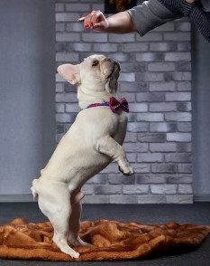 When to Consider a Professional French Bulldog Training?