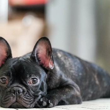 When to Worry about French Bulldog Fast Breathing