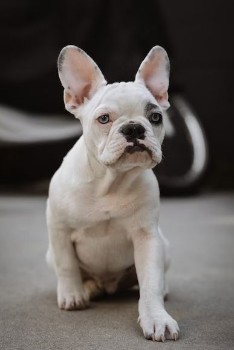 White French Bulldogs Health Issues