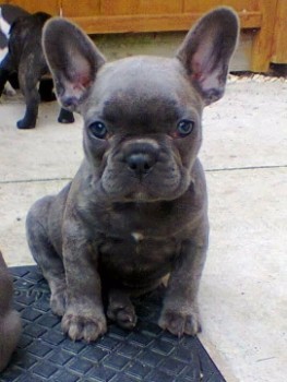 Why Blue-Eyed French Bulldogs are Popular