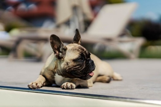 Why French Bulldog Tolerance to Heat is Less