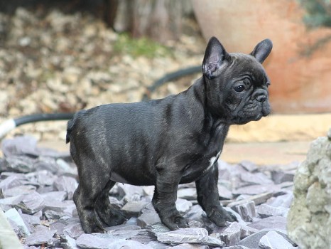 Why French Bulldogs Need Exercise