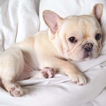 Why French Bulldogs Need a Lot of Attention
