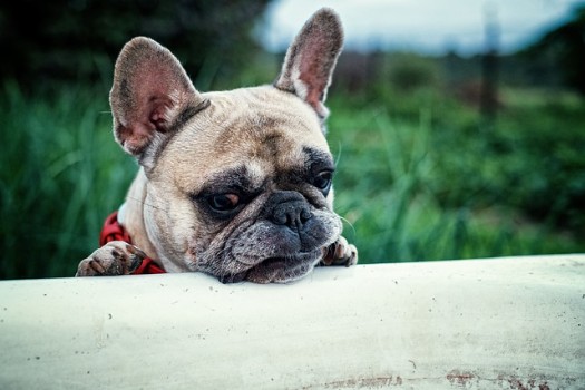 Why French Bulldogs have More Health Issues than other Dog Breeds