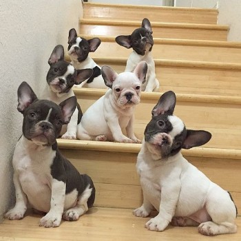 Why French Bulldogs have Trouble Climbing the Stairs