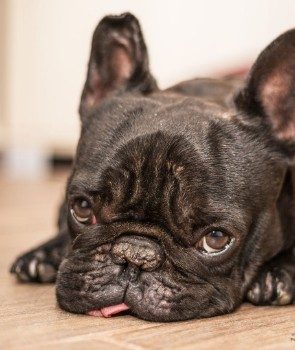 Why My French Bulldog’s Nose is Dry