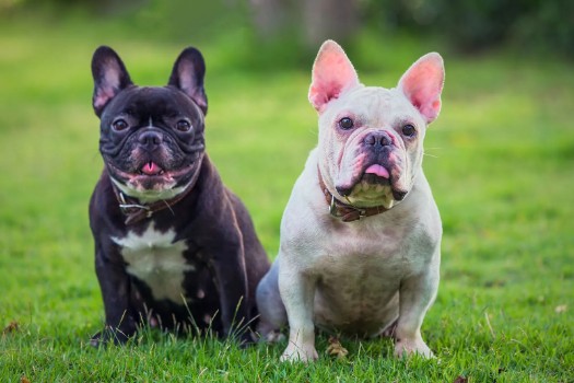 Why are French Bulldogs Aggressive with Other Dogs