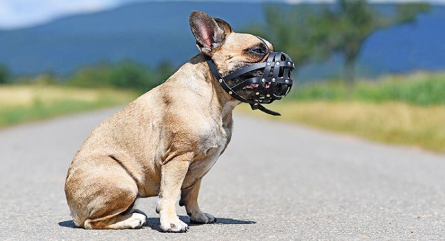 Why are Frenchies not Considered Good Guard Dogs