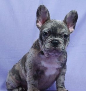 Why breeding Merle French Bulldogs is controversial