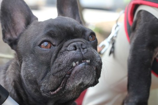 Why do French Bulldogs have Underbite