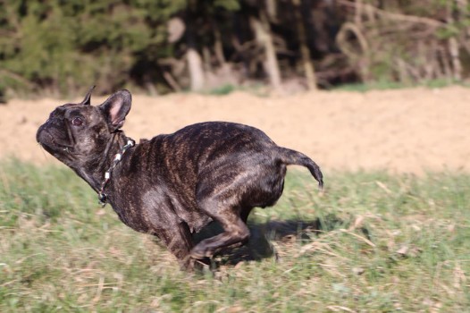 Why some French Bulldogs have Long Tails