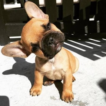 hiccups in french bulldogs 