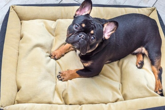 Best Material for French Bulldog Beds