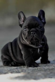Causes of Overweight in a French Bulldog