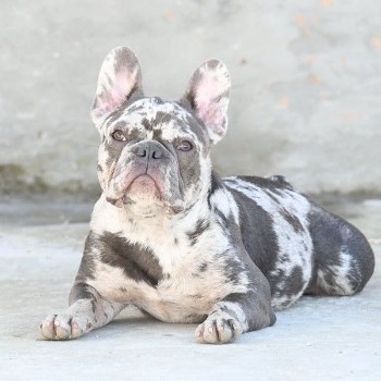 How much are Lilac Merle French Bulldogs