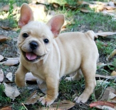 How to Find a Buyer for My French Bulldog