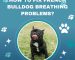 How to Fix French Bulldog Breathing Problems? Causes & Treatments