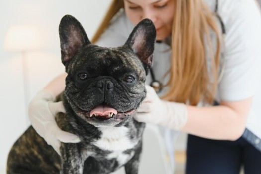 How to Treat a French Bulldog with Hives
