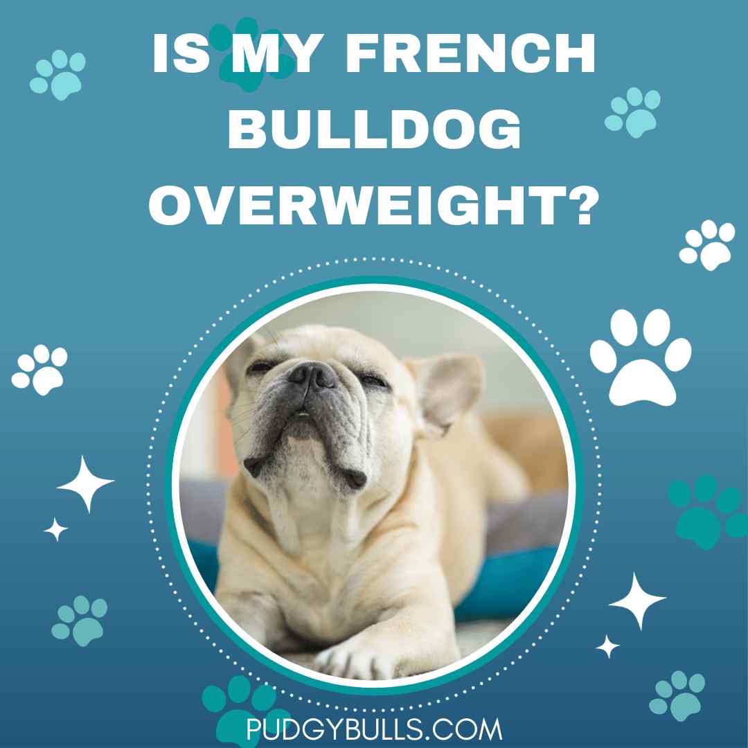 Is My French Bulldog Overweight? Tips to Manage Weight