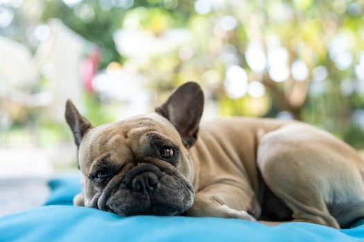 Risks Associated with Hives for a French Bulldog