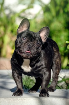 Risks & Complications Associated with an Overweight French Bulldog