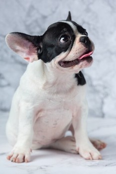Risks & Complications Associated with an Underweight French Bulldog