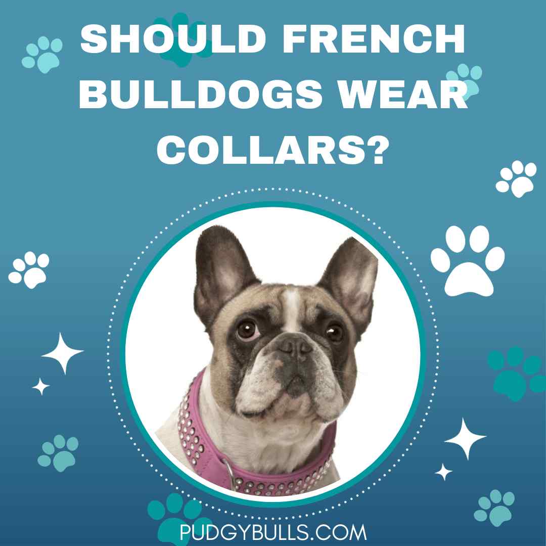 Should French Bulldogs Wear Collars?