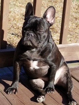 Tips to Manage Overweight in my Frenchie