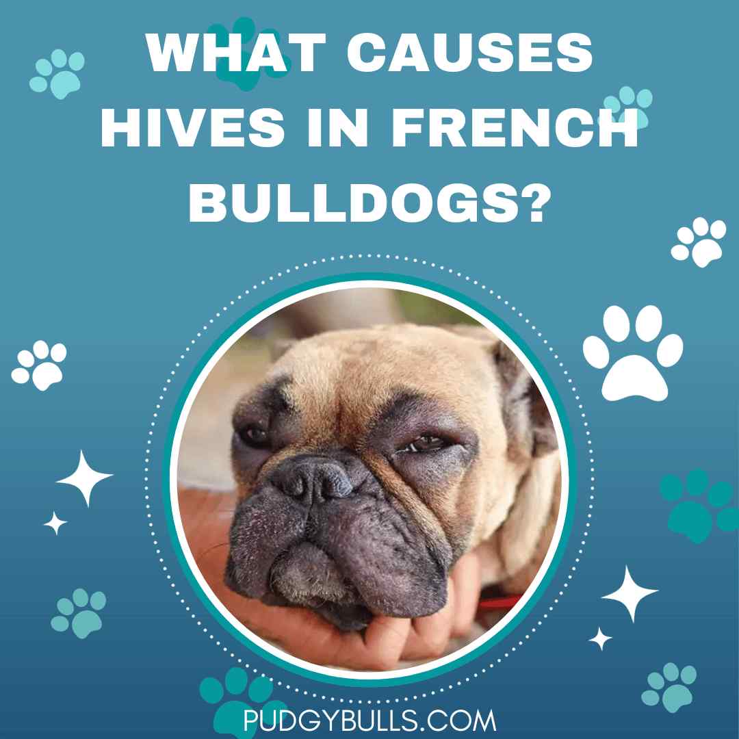 What Causes Hives in French Bulldogs? Treatments & Preventions